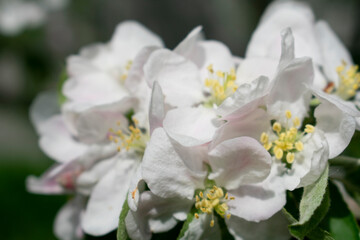 Blooming apple tree