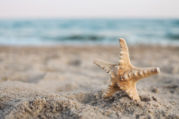 Fototapeta na wymiar sea shell starfish on tropical sand turquoise caribbean summer vacation