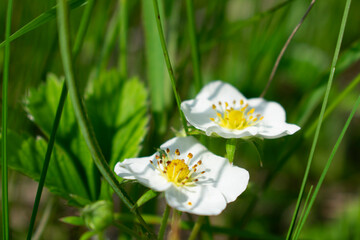 Blooming wild strawberry on a sunny day