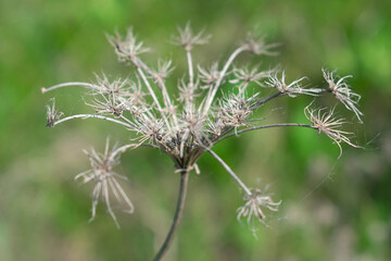 Dry inflorescence of field grass