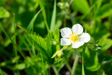 Blooming wild strawberry on a sunny day