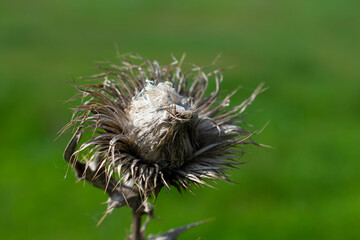 Dry inflorescence of field grass