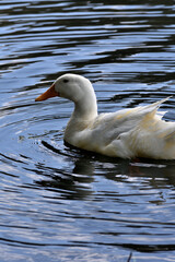 The blue of the sky reflected in the lake combined with a white duck