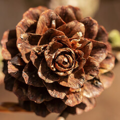 pine cones on a wooden background