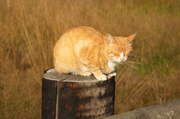 Ginger cat on a wooden fence.