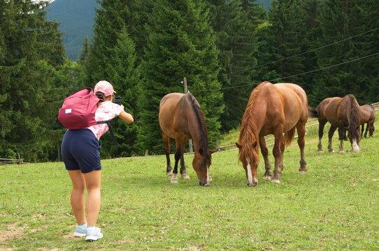 Girl photographs a grazing horses.