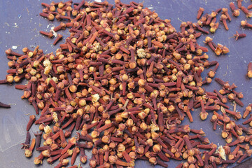 Dried cloves are being dried in the sun. A naturally sweet and aromatic spice, a medicinal plant. Clove is also used as one of the ingredients for making cigarettes