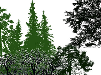 green dark dense forest isolated on white