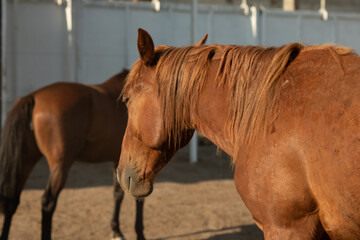 Portrait of a thoroughbred chestnut stallion. Horse outdoor.