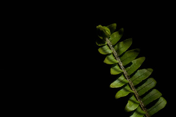 The minimalism of a green leaf