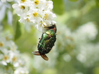 Heraushängende Spitzen der Flügel eines Rosenkäfers