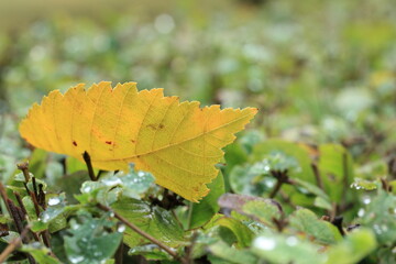 First yellow leaves in September