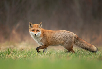 Red fox ( Vulpes vulpes ) close up - obrazy, fototapety, plakaty
