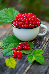 red currant berries in a white mug. High quality photo