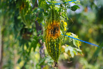 Obraz premium Bitter melon (Momordica charantia, bitter gourd, bitter squash) turned into yellow attacked by pests hanging on trees in the local fields in Indonesia.
