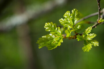 Green oak leaves. green dobovy leaves with sunlight, natural green foliage background, young oak leaves background, park or forest. spring season, nature, close-up. space for text. soft focus