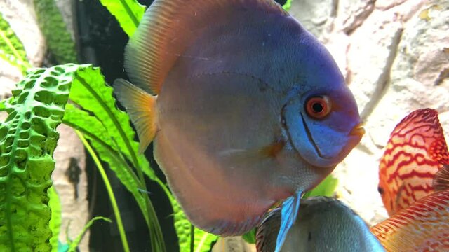 Blick auf Diskusfische, die im bepflanzten Aquarium schwimmen. Tropische Fische.
