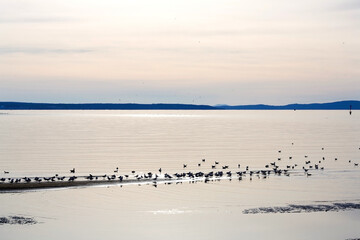 Flock of seagulls on the beach.