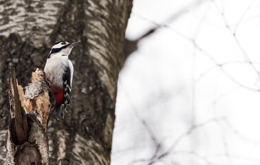 great spotted woodpecker on old winter birch