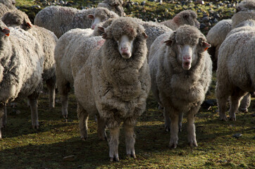 sheep chewing grass on a farm wool sheep set