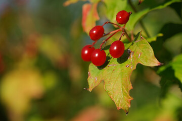 red Viburnum berries on a branch with leaves autumn background. Viburnum branches covered with beautiful red berries, green leaves. autumn colors, beautiful season, close-up