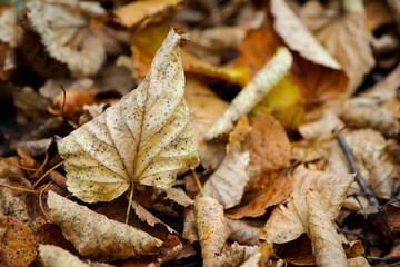 Dry leaves on the ground in a beautiful autumn forest. autumn background, fallen leaves in a forest or park. Grove. walk in the fresh air. selective soft focus. autumn colors, beautiful season