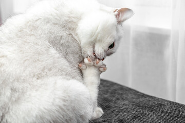 Close-up of a cat's claws. The white cat washes himself with his tongue. How to deal with cat hair. Concept. Photo