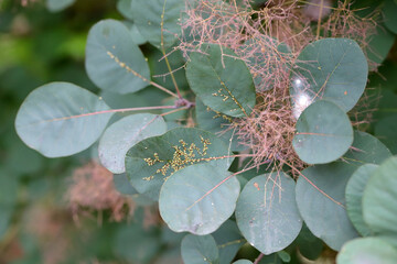 Colony of jumping plant lice or psyllids Calophya rhois on the leaves of an ornamental shrub -...