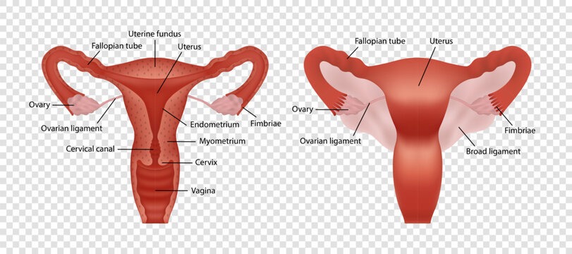 Realistic image of female human reproductive system with description isolated on transparent background