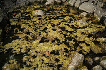 Algae Bloom on Pond Surface; Swamp