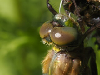 Facettenaugen einer Großlibelle