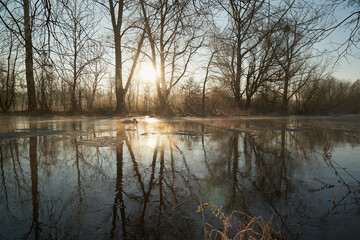 Zima nad rzeką. Po mglistej toni sunie biały łabędź. Mroźny, słoneczny poranek. © Tomasz