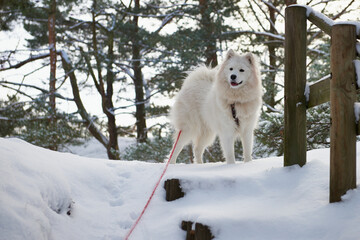 Samojed w scenerii zimowej, Biały pies na białym tle. Gruba sierść doskonale chroni tę rasę przed mrozem. - obrazy, fototapety, plakaty