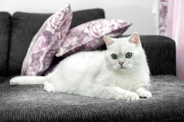 Molting of a cat. Cat hair at home. White cat is sitting on the couch. How to deal with cat hair. Concept. Photo