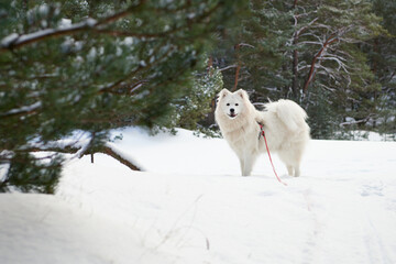 Fototapeta Samojed w scenerii zimowej, Biały pies na białym tle. Gruba sierść doskonale chroni tę rasę przed mrozem. obraz