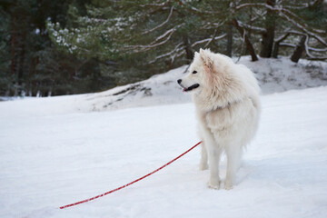 Samojed w scenerii zimowej, Biały pies na białym tle. Gruba sierść doskonale chroni tę rasę przed mrozem. - obrazy, fototapety, plakaty