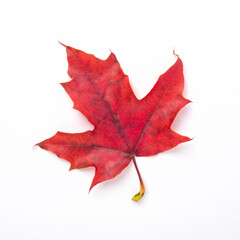 Red maple leaf isolated on white background
