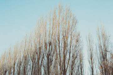 Alberi e texture invernali. Colori freddi che si mischiano al cielo