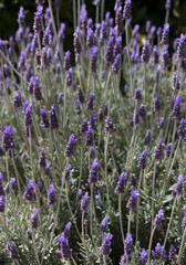 Lavender flowers floral background