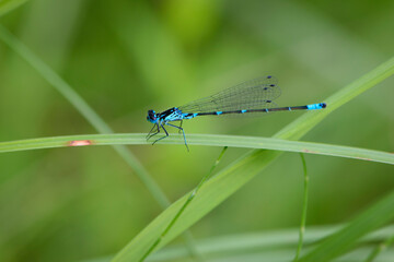 Coenagrionidae. blue dragonfly on a green leaf. A dragonfly with big eyes close-up sits on a green leaf of a river plant. natural blurred green background. macro of a insect. space for text