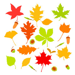 Obraz premium autumn leaves and fruits set isolated on white background. chestnut, acorns, seeds, leaves. Simple cartoon flat style, vector illustration.