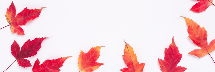 Naklejka na ściany i meble Horizontal banner with red maple leaves on white background. Copy space for your text