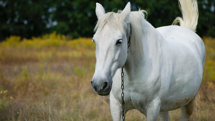 Obraz na płótnie Canvas close-up portrait of a white horse. beautiful horse on dry grass in the field. Arabian horse standing in an agriculture field with dry grass in sunny weather. strong, hardy and fast animal.
