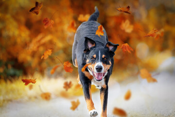 Dog, Appenzeller Sennenhund jumping in autumn leaves over a meadow