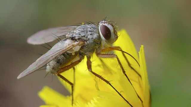 Macro shot of a fly from the Tachinidae family eating nectar with a long proboscis on a yellow flower of Leontodon autumnalis.