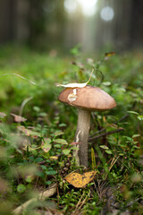 Birch mushroom closeup
