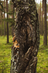 Obraz premium Tree trunk in forest
