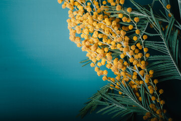 mimosa on a blue monochrome background. top view with space to copy. a postcard for March 8 or women's day. spring flowers as a gift. top view