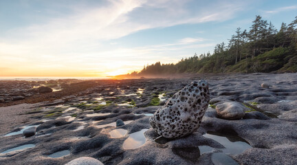 Botanical Beach on the West Coast of Pacific Ocean. Summer Sunny Sunset. Canadian Nature Landscape...