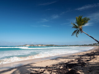 Palm tree on wild coastline. Macao beach. Dominican Republic